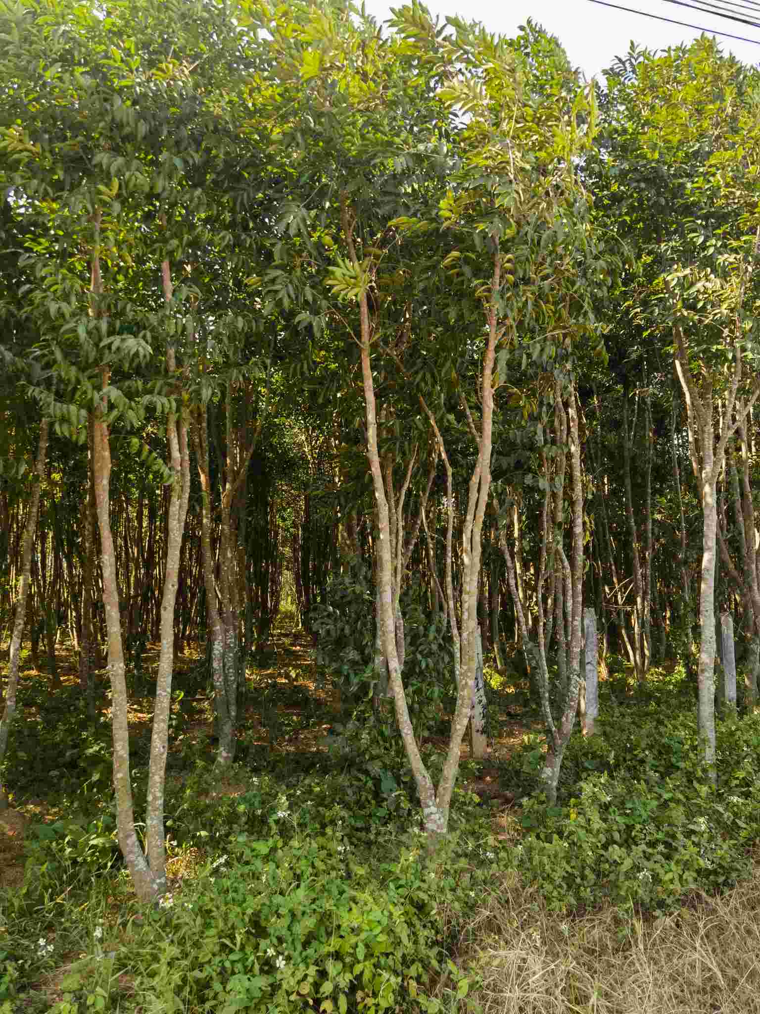 Agarwood Trees show
